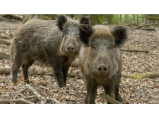 Perdu en Haute-Loire, un couple de Lyonnais a un accident à cause de sangliers Perdu en Haute-Loire, un couple de Lyonnais a un accident à cause de sangliers