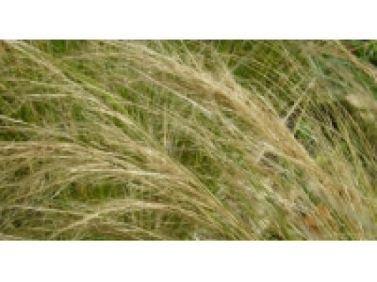 Lyon : encore une alerte aux pollens de gramin&eacute;es dans les prochains jours