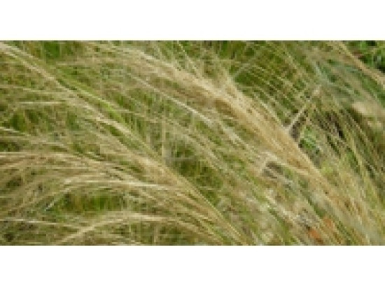 Lyon : les pollens de gramin&eacute;es encore tr&egrave;s pr&eacute;sents