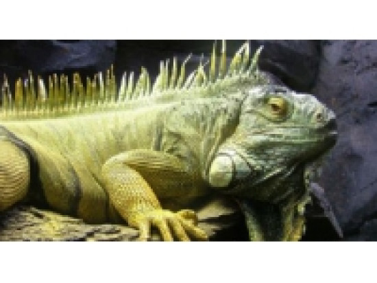 Un iguane sème le trouble à Saint-Cyr-au-Mont-d'Or Un iguane sème le trouble à Saint-Cyr-au-Mont-d'Or