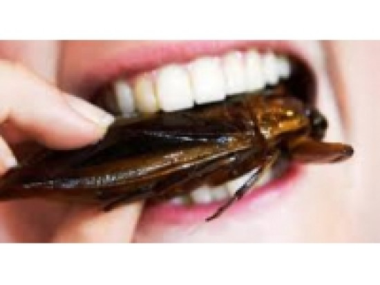 Une d&eacute;gustation d'insectes samedi &agrave; Lyon