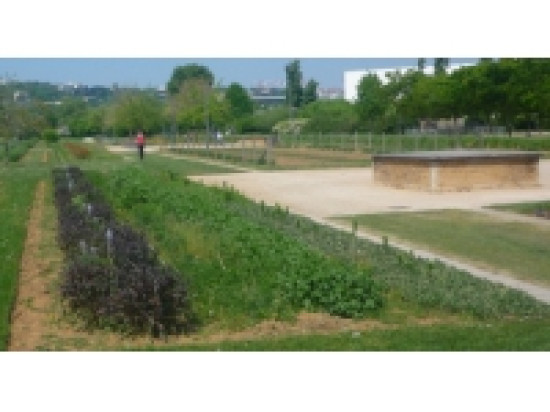 Conseil municipal de Lyon : 68 500 euros de subventions pour développer les jardins partagés Conseil municipal de Lyon : 68 500 euros de subventions pour développer les jardins partagés