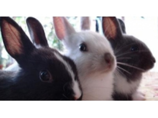 Manifestation samedi &agrave; Lyon pour la lib&eacute;ration animale