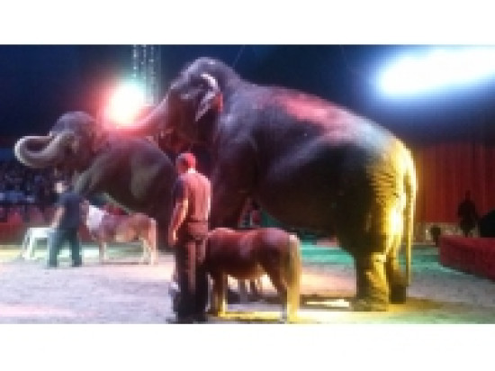 Lyon : 120 000 spectateurs pour le cirque M&eacute;drano