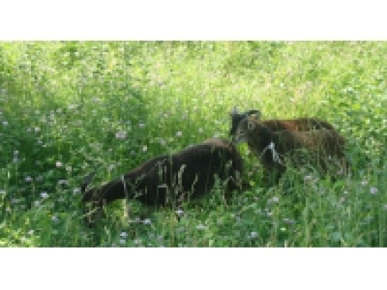 Des brebis retrouvées mortes à Echalas sur les hauteurs de Givors