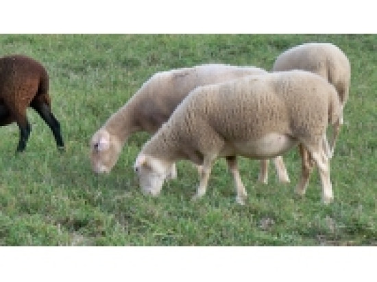 Rh&ocirc;ne : l'incendie d'une ferme tue une centaine de moutons