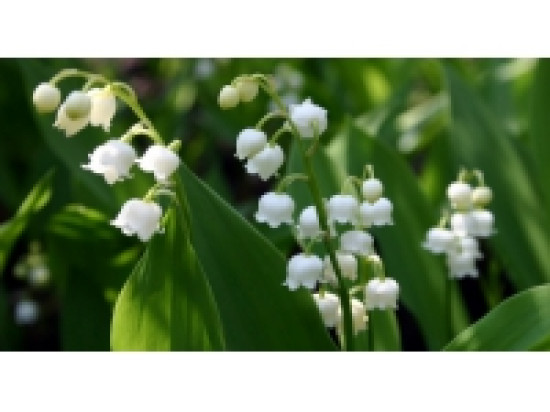 Dispositif sp&eacute;cial 1er mai &agrave; l'Office du Tourisme de la Place Bellecour