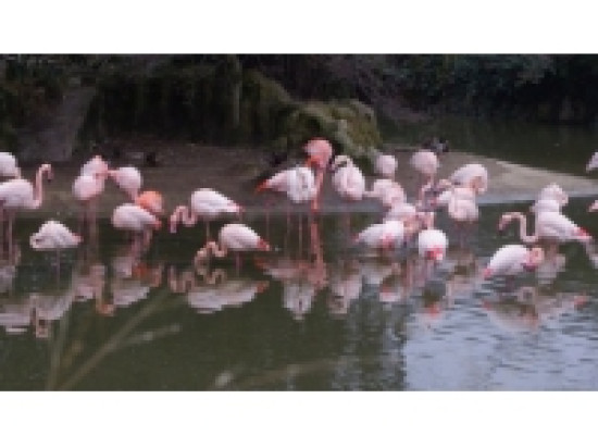 Influenza aviaire : 72 communes du Nord-Is&egrave;re plac&eacute;es en zones &agrave; risques