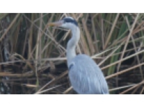 R&eacute;ouverture du Parc des Oiseaux ce samedi !