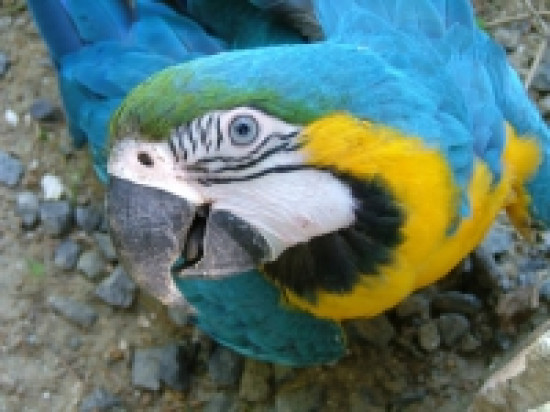 Un nouveau vol de perroquet dans l'agglomération lyonnaise Un nouveau vol de perroquet dans l'agglomération lyonnaise