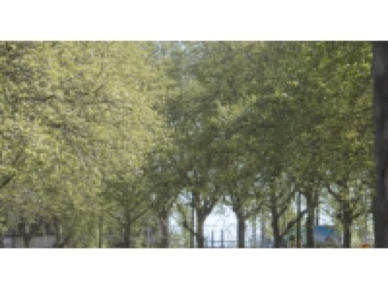 Alerte pollinique dans le Rh&ocirc;ne