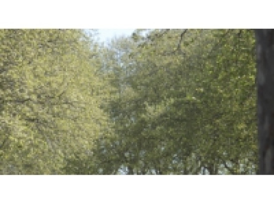 Alerte pollinique dans le Rh&ocirc;ne