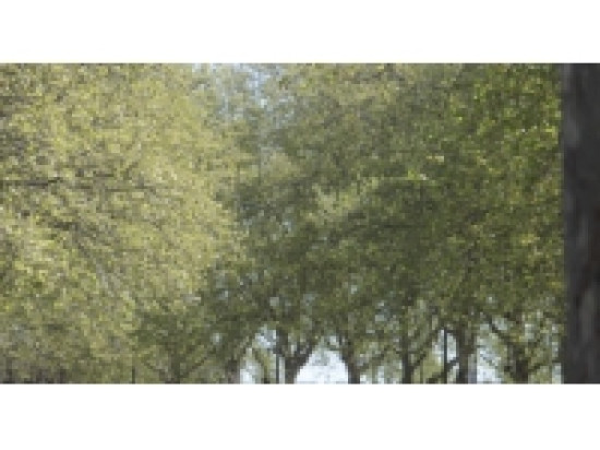 Nouvelle alerte pollinique dans le Rh&ocirc;ne