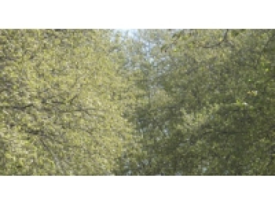 Alerte pollinique dans le Rh&ocirc;ne