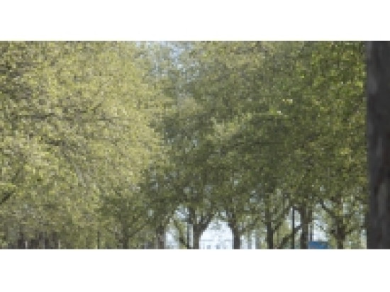 Nouvelle alerte pollinique dans le Rh&ocirc;ne