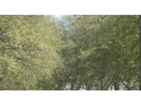 Alerte pollinique dans le Rh&ocirc;ne