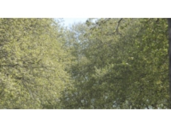 Avalanche d'alertes polliniques dans le Rh&ocirc;ne