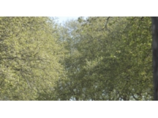 Rh&ocirc;ne : les alertes polliniques s'intensifient