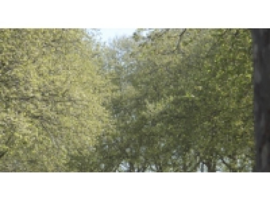 Nouvelle alerte pollinique dans le Rh&ocirc;ne