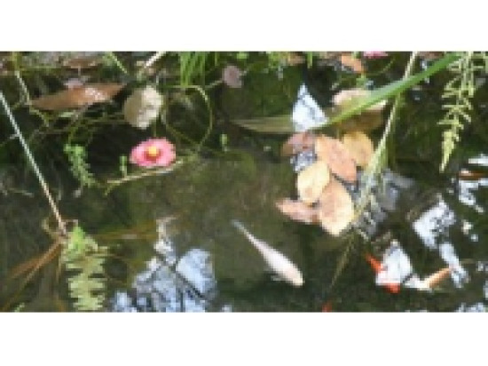 Rh&ocirc;ne-Alpes : la Dombes souhaite devenir un parc naturel r&eacute;gional