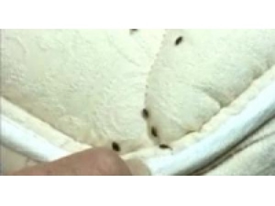 Givors : l'&eacute;cole Louise-Michel ferm&eacute;e et d&eacute;sinfect&eacute;e &agrave; cause de punaises de lit