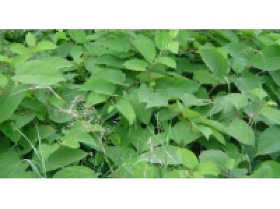 Rh&ocirc;ne-Alpes et la Suisse s'unissent contre la Renou&eacute;e du Japon