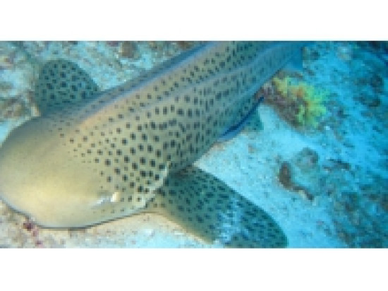 Deux nouveaux requins-l&eacute;opards rejoignent l'Aquarium de Lyon