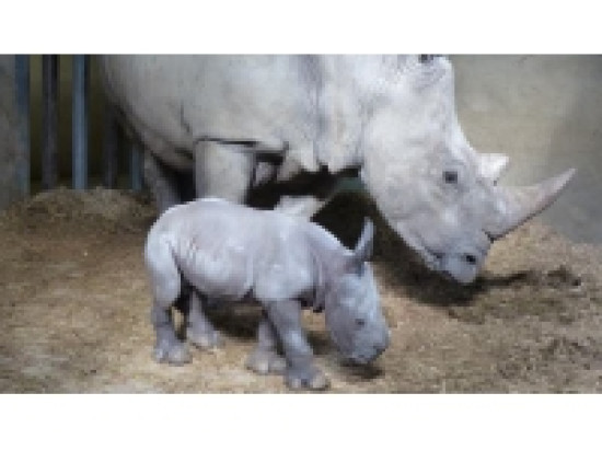 Naissance d'un rhinocéros blanc au Safari de Peaugres, le second dans la région depuis la Préhistoire Naissance d'un rhinocéros blanc au Safari de Peaugres, le second dans la région depuis la Préhistoire