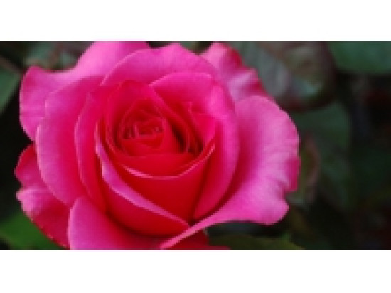 La roseraie du parc de Lacroix-Laval inaugur&eacute;e ce mercredi