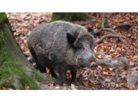 Un Nord-Is&eacute;rois en lice pour les championnats du monde de chasse