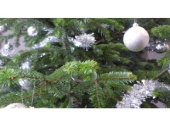 Une plante offerte contre un sapin de No&euml;l