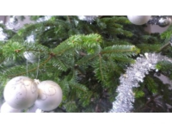 Loca Sapin : une entreprise lyonnaise innove en proposant des sapins recyclables