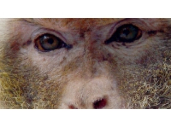 Un singe magot découvert dans une maison à Bron Un singe magot découvert dans une maison à Bron