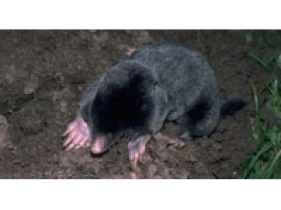 Alerte &agrave; l'invasion de taupes en Rh&ocirc;ne-Alpes