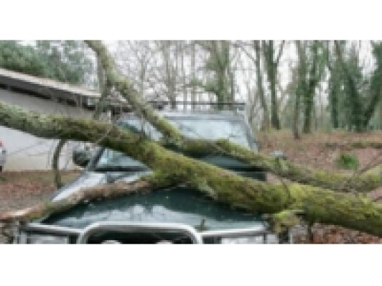 Ecully : une avenue coup&eacute;e &agrave; cause d'un arbre