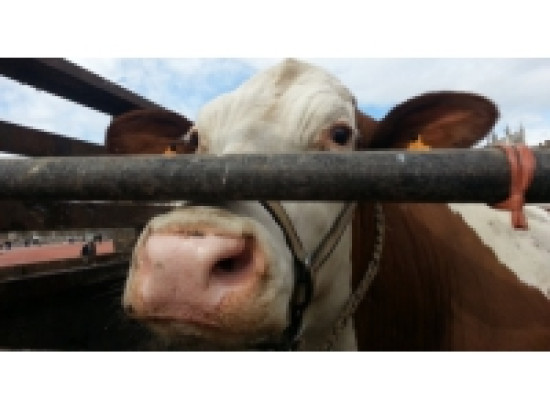 Recensement agricole : 39 000 exploitations en Rh&ocirc;ne-Alpes