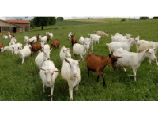 R&eacute;gion : 59 fermes ouvertes ce week-end