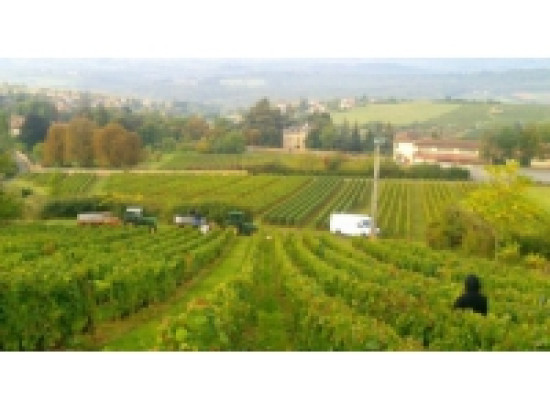 Les vendanges d&eacute;buteront le 24 septembre dans le Beaujolais