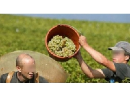 Top départ des vendanges dans le Beaujolais Top départ des vendanges dans le Beaujolais