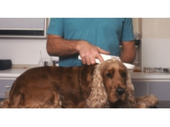 Social : les cliniques vétérinaires fermées à Lyon ce mercredi Social : les cliniques vétérinaires fermées à Lyon ce mercredi