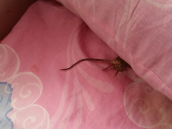 A Perrache, les invasions de souris et l’insalubrité agacent les habitants