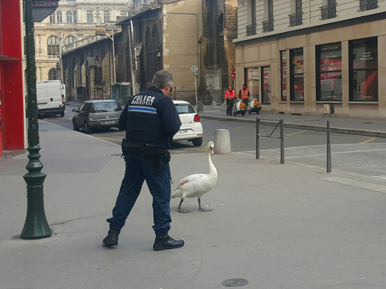 Le Cygne et le Policier Le Cygne et le Policier