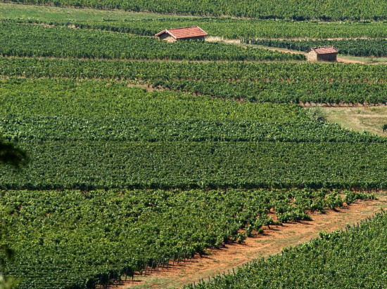 Beaujolais : un viticulteur grièvement blessé dans un accident de tracteur Beaujolais : un viticulteur grièvement blessé dans un accident de tracteur