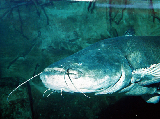Rhône : près de 2000 poissons retrouvés morts après une pollution de l'étang Rhône : près de 2000 poissons retrouvés morts après une pollution de l'étang