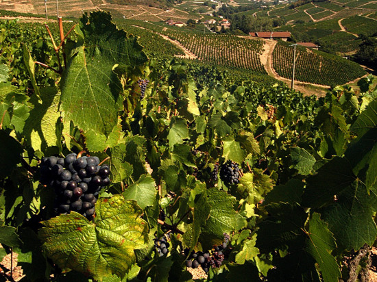 Grêle dans le Beaujolais : le maire de Villefranche demande l’aide de l'Etat