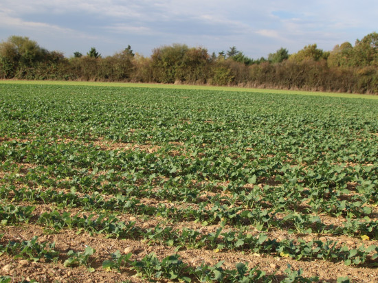 Six mois de prison pour avoir tabassé un agriculteur en plein épandage