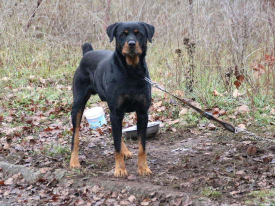 Il ordonne à son chien d’attaquer des agents de sécurité, le molosse refuse Il ordonne à son chien d’attaquer des agents de sécurité, le molosse refuse