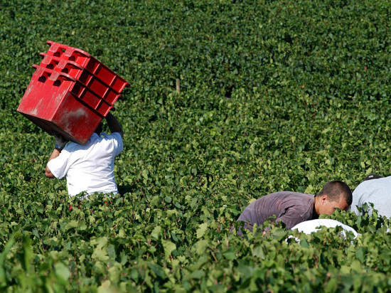 Beaujolais : il meurt alors qu’il faisait les vendanges Beaujolais : il meurt alors qu’il faisait les vendanges