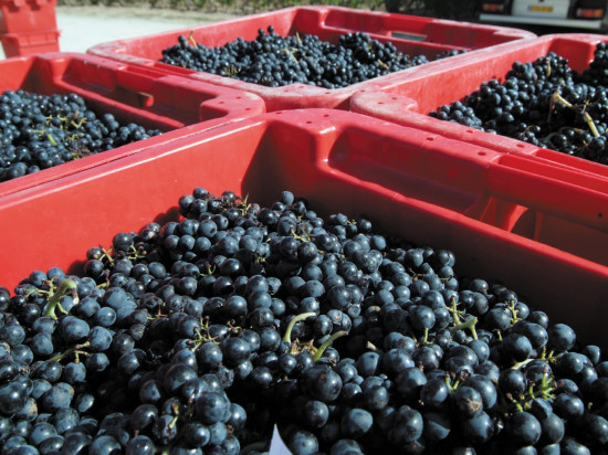 Beaujolais : ils se mobilisent pour vendanger les vignes d’un viticulteur grièvement blessé