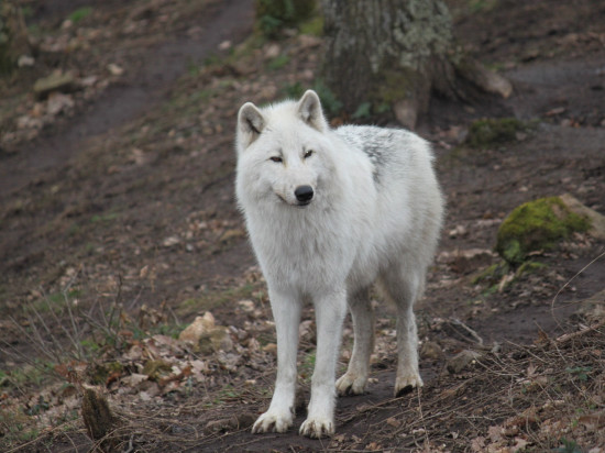 Parc de Courzieu : "L’hiver, c’est là que les loups sont les plus beaux"
